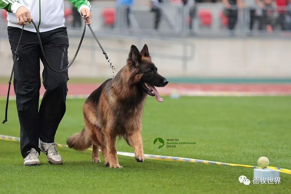 皇家马德里历史球星